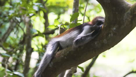 Zanzibar-Red-Colobus-monkey-sleeping-on-its-belly-on-tree-branch