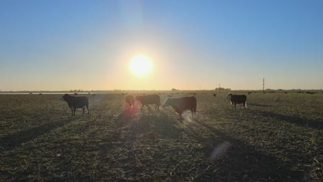 Cows-walk-and-stand-on-flat-field-in-Argentina-at-sunset,-static-view