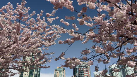 Pan-of-cherry-tree-blossoms-at-a-sunny-day-in-Vancouver,-with-skyscrapers