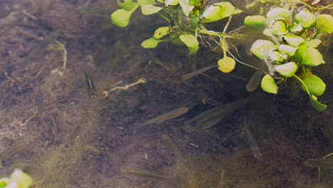 Fish-tiny-in-shallow-swamp-water
