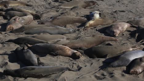 Group-Of-Elephant-seals-Resting-And-Basking-On-The-Beach-Sand
