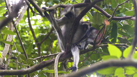 Zanzibar-red-colobus-monkey-baby-holding-its-mother-on-tree-branch