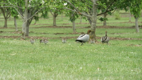 Australian-Wood-Ducklings-Walking-In-Green-Fields-With-Parents