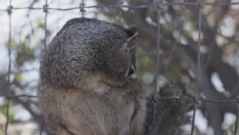 A-squirrel-cleans-its-fur-and-looks-at-the-camera