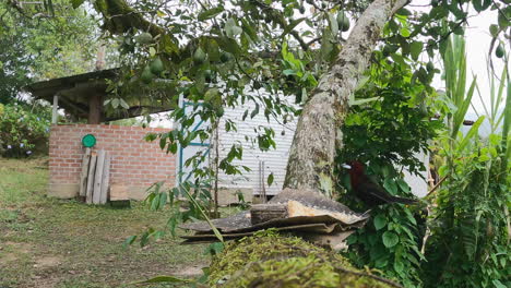 Black-Tyrant-male-bird-visits-feeder-in-avocado-tree-in-Peru-jungle
