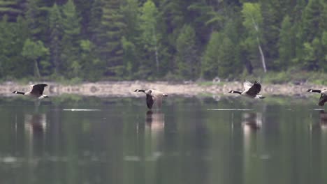 Slow-motion-tracking-shot-of-Canadian-geese