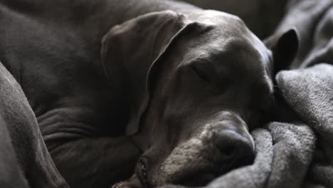 Female-blue-Great-Dane-sleeping-on-the-couch