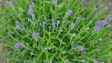 Fragantes-Flores-De-Lavanda-Púrpura-En-El-Jardín-Top-Shot-Close-Up-Zoom-In