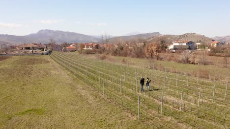 Aerial-view-of-couple-walking-amidst-vineyards-on-a-beautiful-day-in-mountainous-suburbs