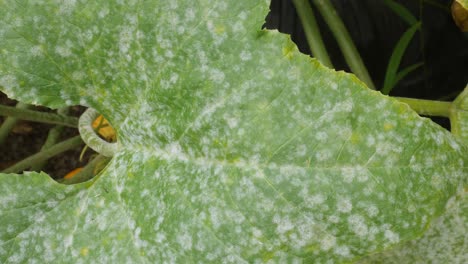 Close-up-of-a-mold-growing-on-a-summer-squash-leaf-in-a-garden