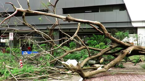 Damage-left-behind-in-this-business-district-by-typhoon-Odette-rmostly-consisted-of-fallen-and-denuded-trees-and-much-architectural-damage-on-buildings