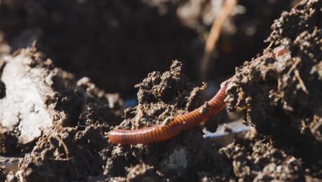 Red-worm-wiggler-in-dirt-composting,-organic-fertile-soil,-vermicompost