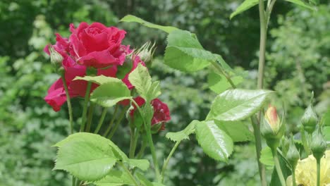 Rosen-In-Einem-Garten,-Die-Sich-Sanft-In-Einer-Leichten-Brise-Bewegen