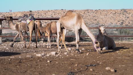 small-group-of-camels-in-a-desert-ranch,-sit-and-walk-around