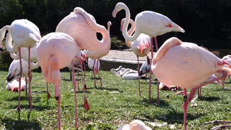 Familie-Exotischer-Rosafarbener-Flamingos,-Die-An-Sommertagen-Draußen-Auf-Einer-Wiese-Grasen---Statische-Superzeitlupenaufnahme