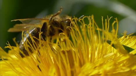 Macro-close-up-of-crazy-wild-bee-sitting-in-yellow-dandelion-during-pollination-process-and-flying-away---slow-motion-shot