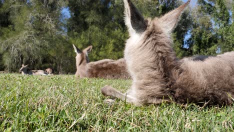 Low-angle-view-of-a-juvenile-Kangaroo-grooming-itself-while-laying-down-in-a-grassy-field