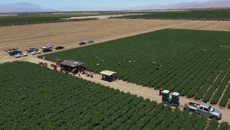 Drone-shotted-overhead-footage-from-Palm-Spring-Valley,-California,-near-Los-Angeles,-USA,-displays-farmers-working-in-the-fields-on-a-sunny-day