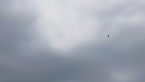 Silueta-De-Pájaro-Veloz-Común-Volando-Sobre-El-Cielo-Nublado