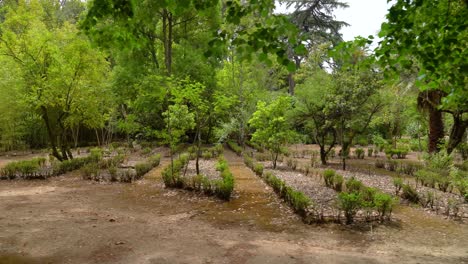 Pequeñas-Plantas-Que-Crecen-En-El-Jardín-Botánico-De-La-Universidad-De-Coimbra