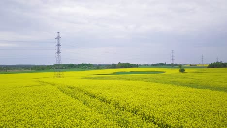 Aerial-flyover-blooming-rapeseed-field,-flying-over-lush-yellow-canola-flowers,-idyllic-farmer-landscape-with-high-voltage-power-line,-overcast-day,-drone-dolly-shot-moving-left