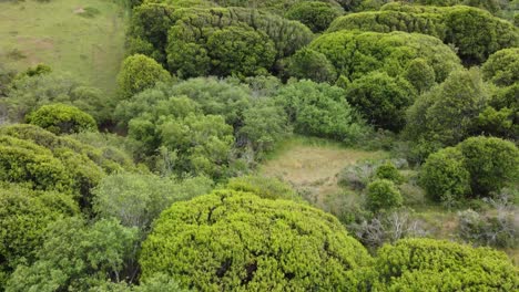 Drone-Flying-Over-Countless-Organic-Trees-and-Rocks-To-Reveal-Mountain-Landscape,-California