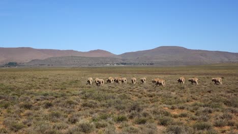 Sheep-farming-in-the-central-karoo