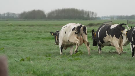 Flock-of-cow-running-out-to-meadow-for-first-time-in-spring,-slow-motion-view