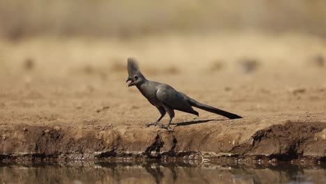 Wide-shot-of-a-grey-go-away-bird-walking-at-the-edge-of-a-waterhole,-Mashatu-Botswana