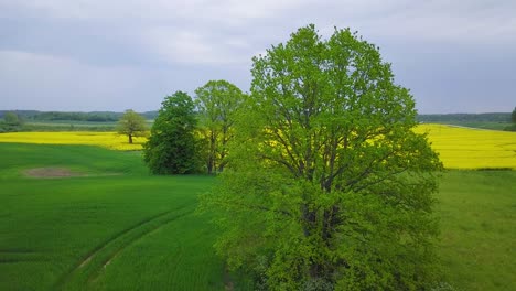 Aerial-flyover-blooming-rapeseed-field,-flying-over-lush-yellow-canola-flowers,-landscape-with-high-fresh-green-oak-trees,-overcast-day,-wide-ascending-drone-shot-moving-forward
