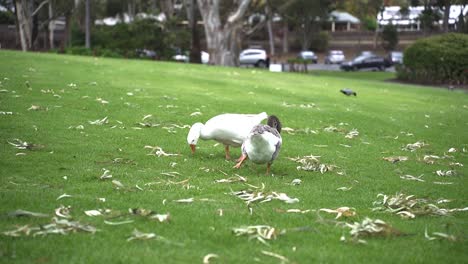 Two-Domestic-Geese-Feeding-On-Grass-At-The-Park