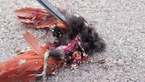 Close-up-of-the-corpse-of-a-chicken-dies-from-a-car-crash-on-the-road