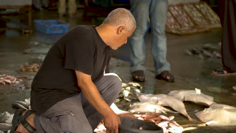 Man-picking-up-fresh-fish-from-the-floor-in-a-Palestinian-fish-market,-puts-them-in-a-basket