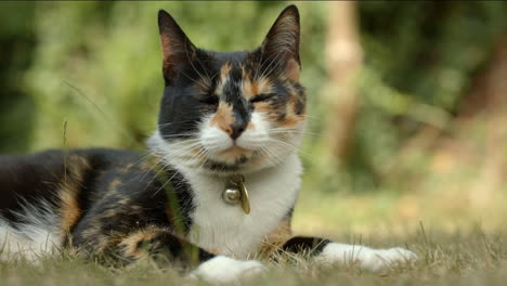 Nahaufnahme-Einer-Hauskatze,-Die-Sich-Im-Sommer-In-Einem-Britischen-Garten-Entspannt