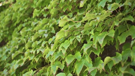 Dense-Green-Leaves-Of-Grapevine-In-A-Farmland
