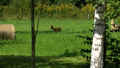 The-roe-buck-eats-grass-and-looks-around