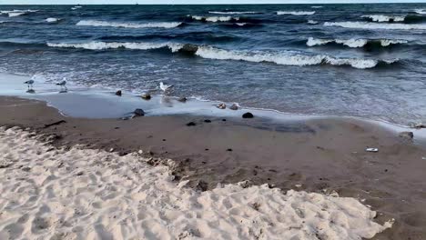 Sea-birds-Seagulls-on-the-shore-of-ocean-sea-at-cedar-point-beach-The-shores-of-Lake-Erie-in-Sandusky,-Ohio,-united-states