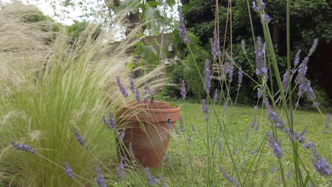 Aufnahme-Einer-Hummel,-Die-In-Einem-Englischen-Garten-Um-Lavendelpflanzen-Fliegt