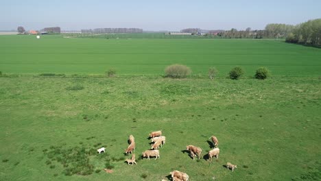Vacas-En-Tierras-De-Pasto-En-Los-Países-Bajos-Vista-De-Drones