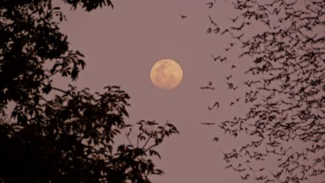 Fantastic-nature-scenery-of-millions-of-bats-fly-in-the-sky-at-full-moon