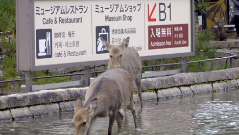Two-female-deer-playing-in-the-water-before-a-sign-for-a-museum-and-restaurant-in-Nara-deer-park-in-Japan