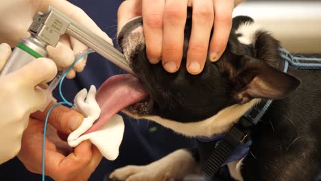 Boston-Terrier-Wird-Vor-Der-Operation-Einer-Endoskopie-Unterzogen