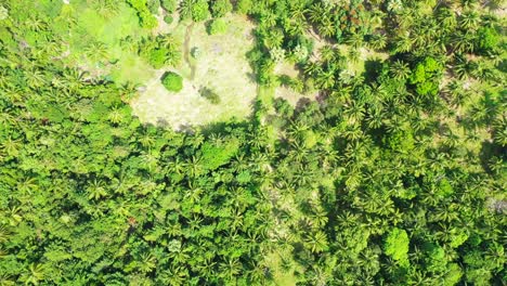 Textura-De-Vegetación-Exuberante-Verde-Con-Palmeras-Y-Plantas-Tropicales-En-Las-Colinas-De-La-Isla-En-Un-Día-Soleado-De-Verano,-Tailandia