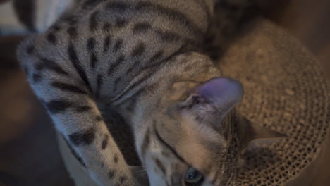 Pet-savannah-cat-rubbing-head-on-cardboard-scratching-board-and-grooming-itself