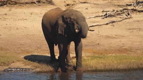 African-elephant-with-tusks-stands-by-Chobe-river-edge-and-drinks,-Botswana