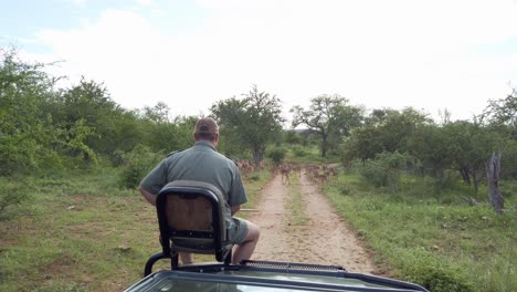 In-an-open-truck-on-safari-in-South-Africa,-a-beautiful-herd-of-Impala-can-be-seen-crossing-the-road-amongst-the-green-surroundings