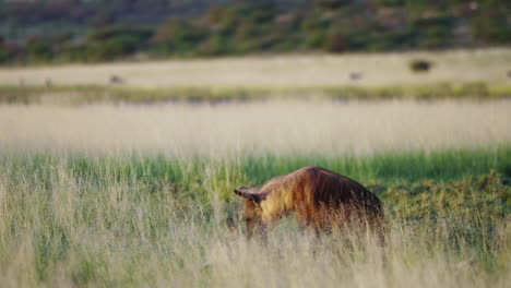 Telephoto-shot-of-Brown-Hyena-tearing-apart-a-carcass-in-Central-Kalahri-Desert