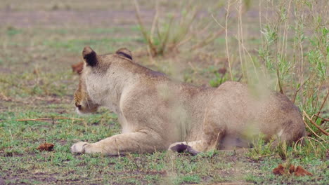 Lioness-laying-in-the-arid-landscape,-calls-out-with-a-bellow