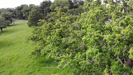 Luftaufnahme-Einer-Traubeneiche-Und-Eines-Grünen-Waldes,-Rotes-Haus-Im-Hintergrund