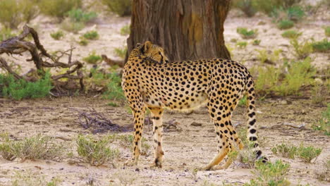 Männlicher-Gepard-Trinkt-Und-Sieht-Durch-Den-Lärm-In-Der-Umgebung-In-Südafrika-Erschrocken-Aus